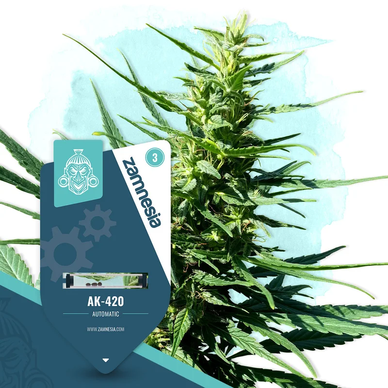 AK-420 van Zamnesia Seeds