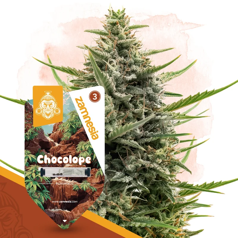 Chocolope van Zamnesia Seeds
