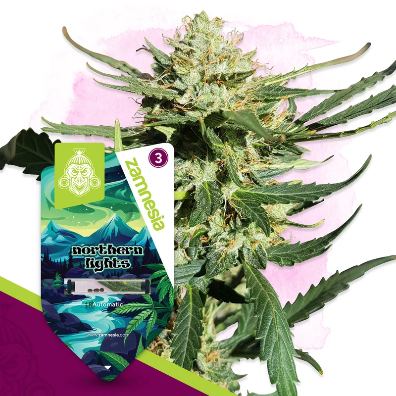 Northern Lights van Zamnesia Seeds