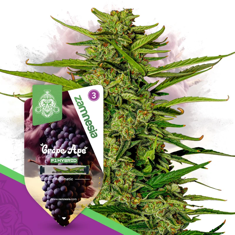 Grape Ape F1 van Zamnesia Seeds