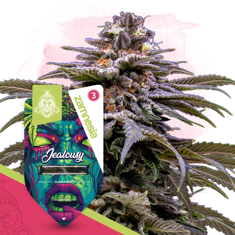 Jealousy van Zamnesia Seeds