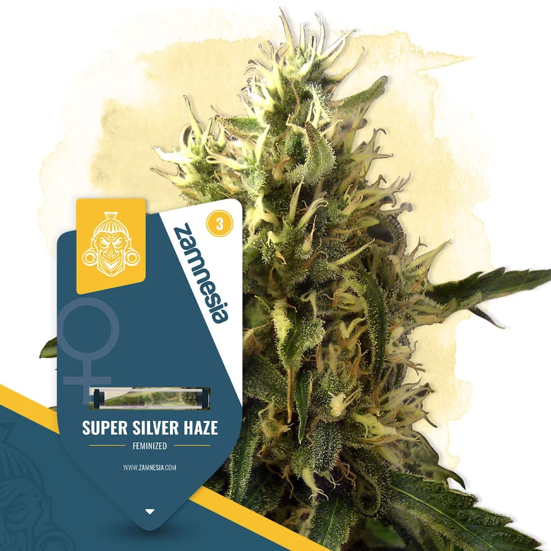 Super Silver Haze van Zamnesia Seeds