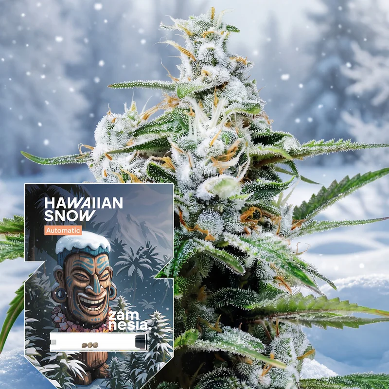 Hawaiian Snow van Zamnesia Seeds