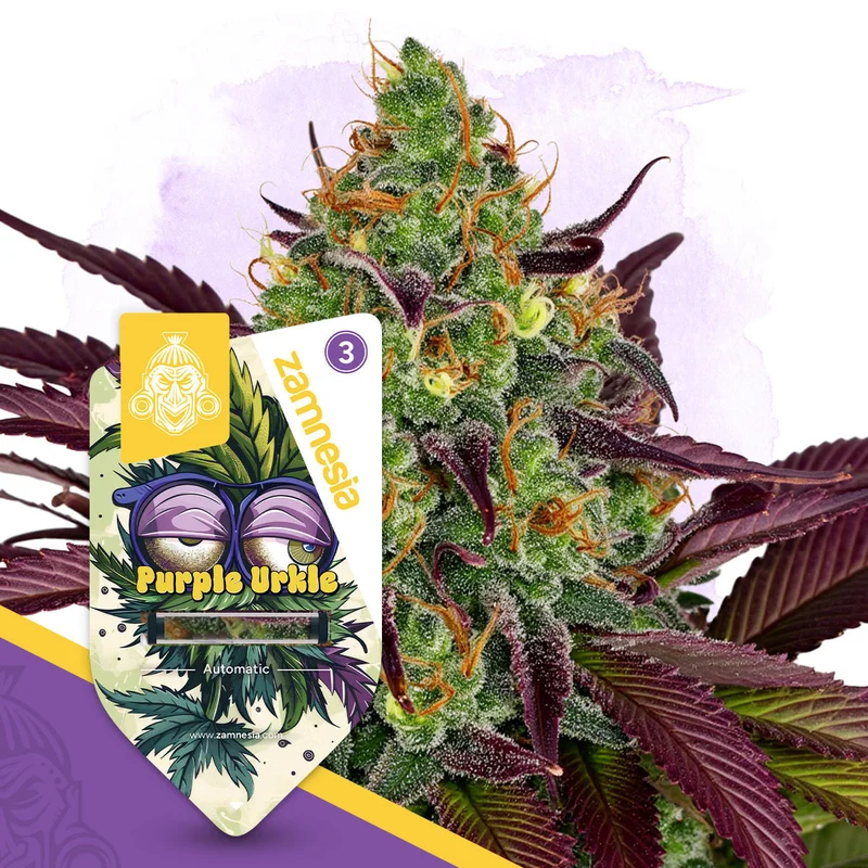 Purple Urkle van Zamnesia Seeds