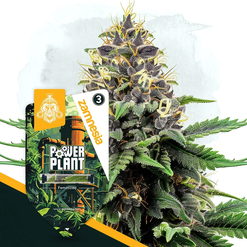 Power Plant van Zamnesia Seeds