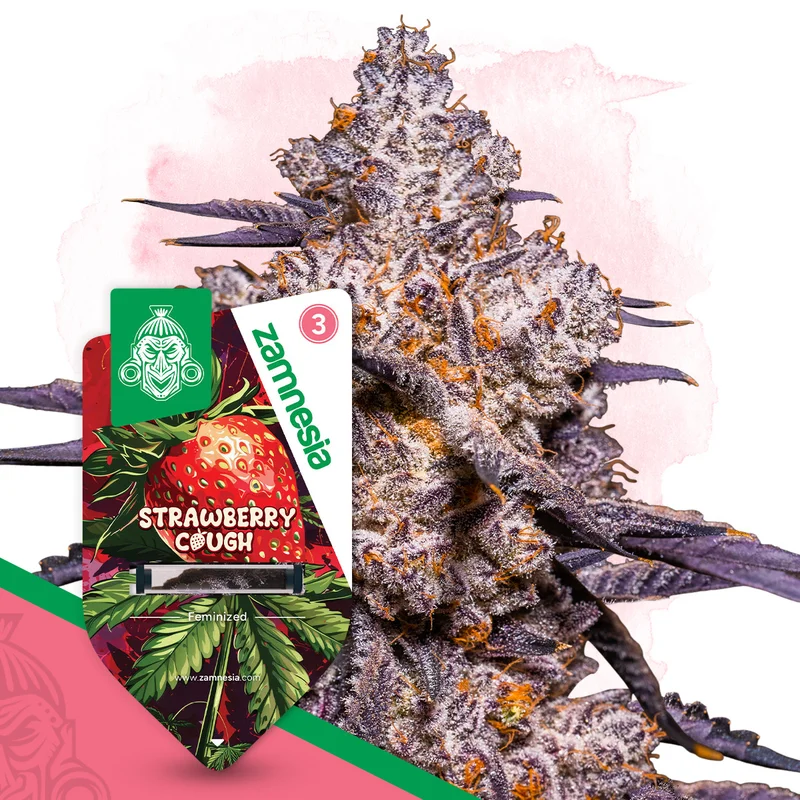Strawberry Cough van Zamnesia Seeds