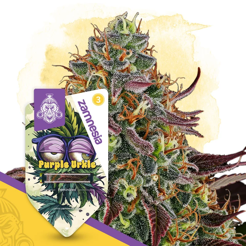 Purple Urkle van Zamnesia Seeds
