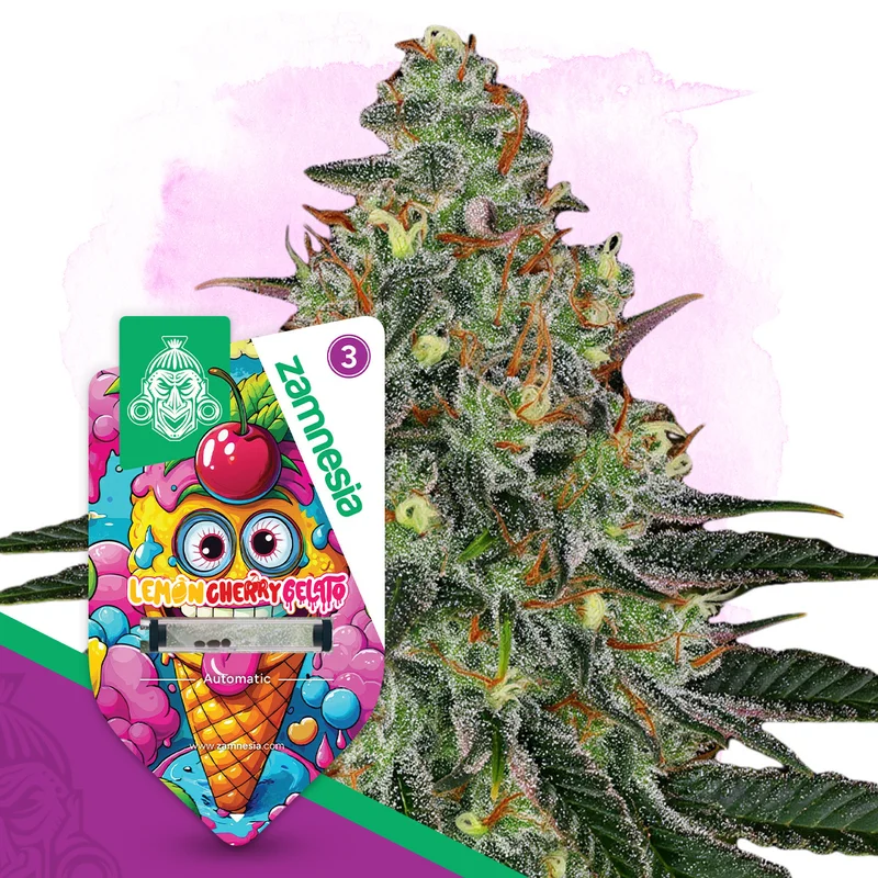 Lemon Cherry Gelato van Zamnesia Seeds