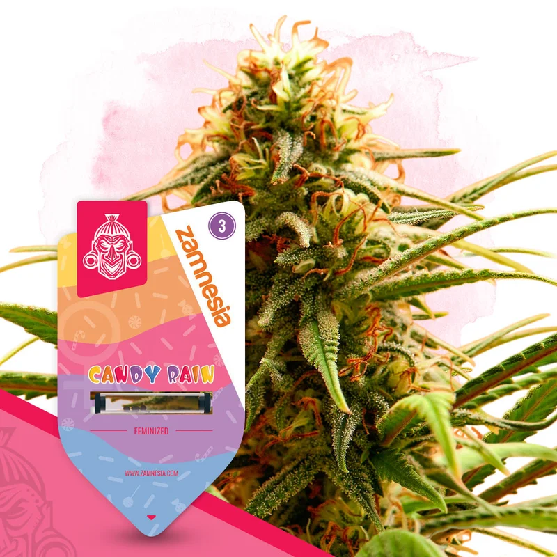Candy Rain van Zamnesia Seeds