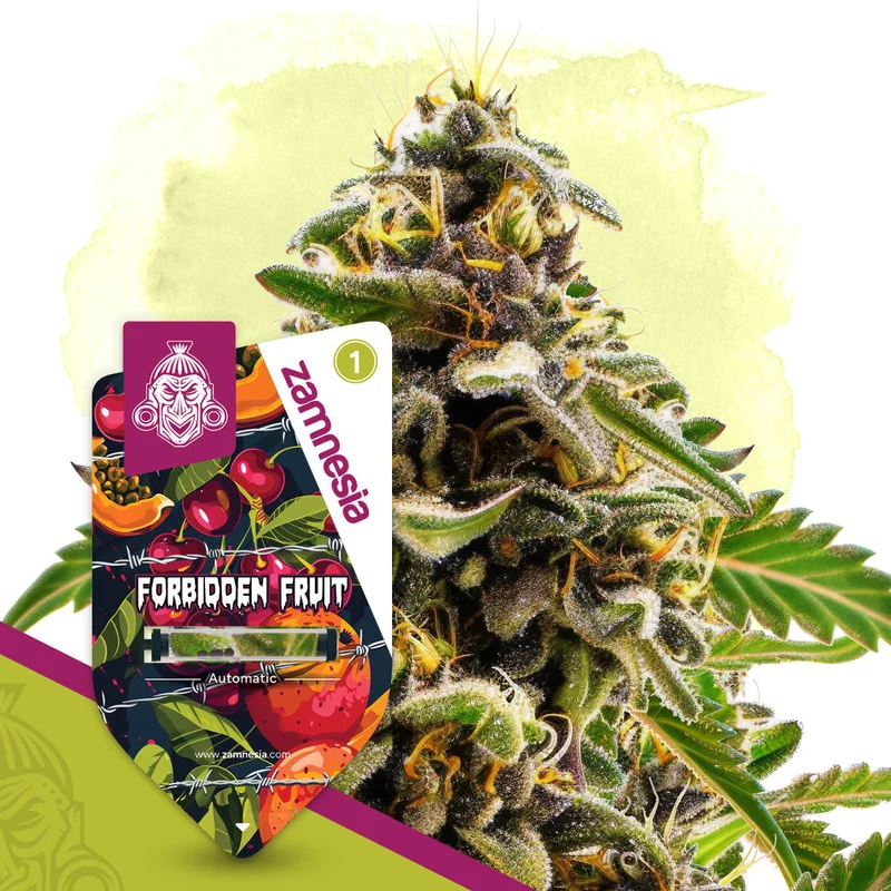 Forbidden Fruit van Zamnesia Seeds