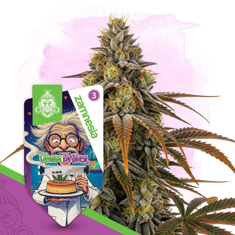 Chem Brulee van Zamnesia Seeds