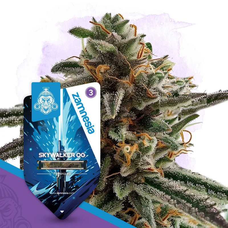 Skywalker OG van Zamnesia Seeds