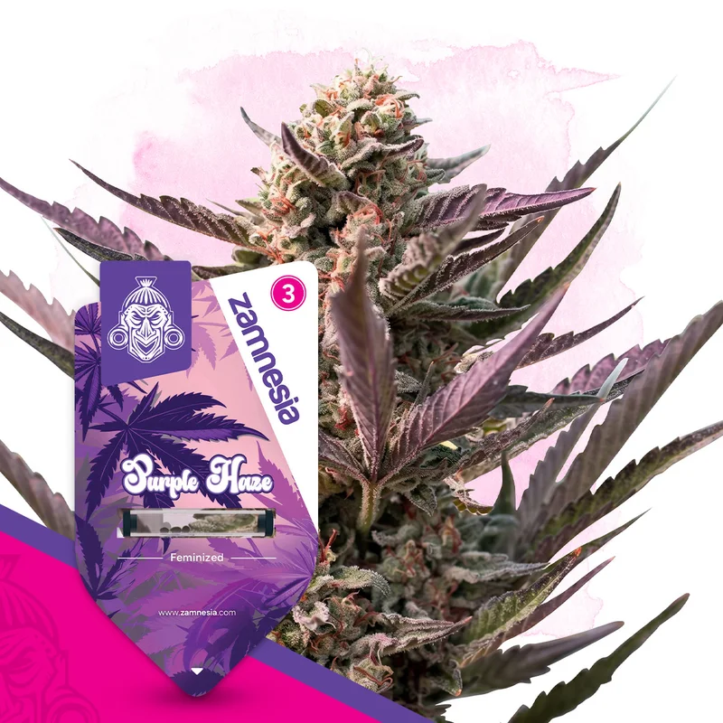 Purple Haze van Zamnesia Seeds