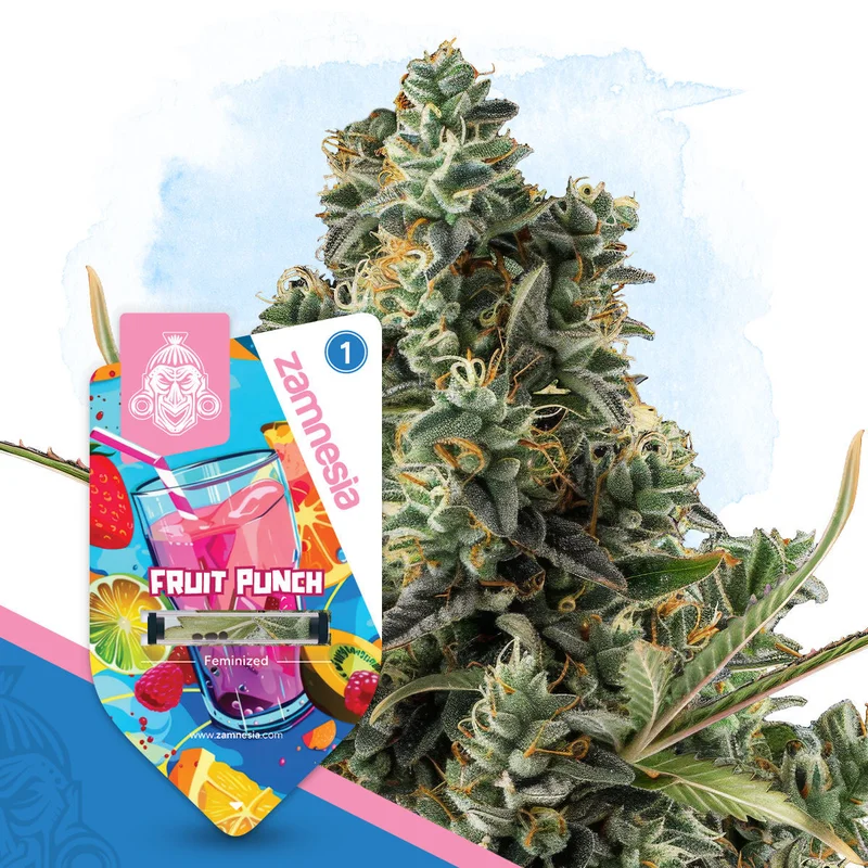 Fruit Punch van Zamnesia Seeds
