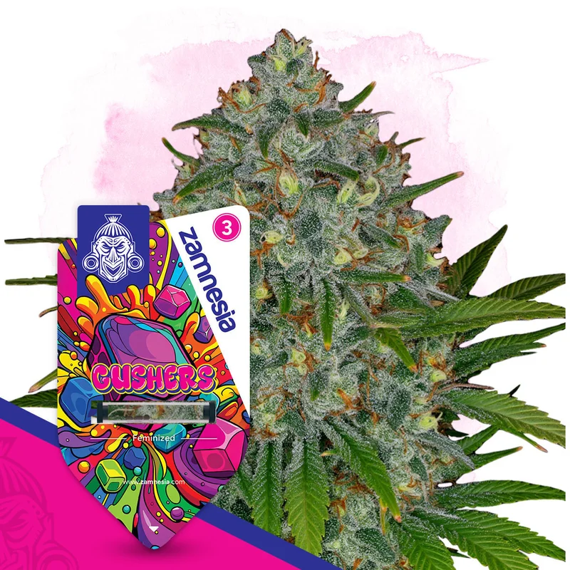Gushers van Zamnesia Seeds