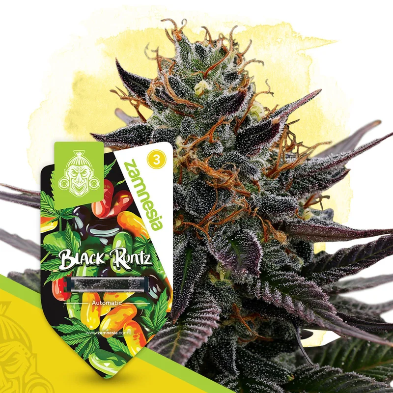 Black Runtz van Zamnesia Seeds
