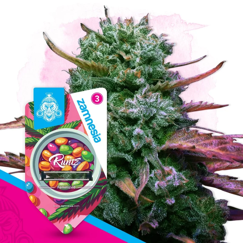 Runtz van Zamnesia Seeds
