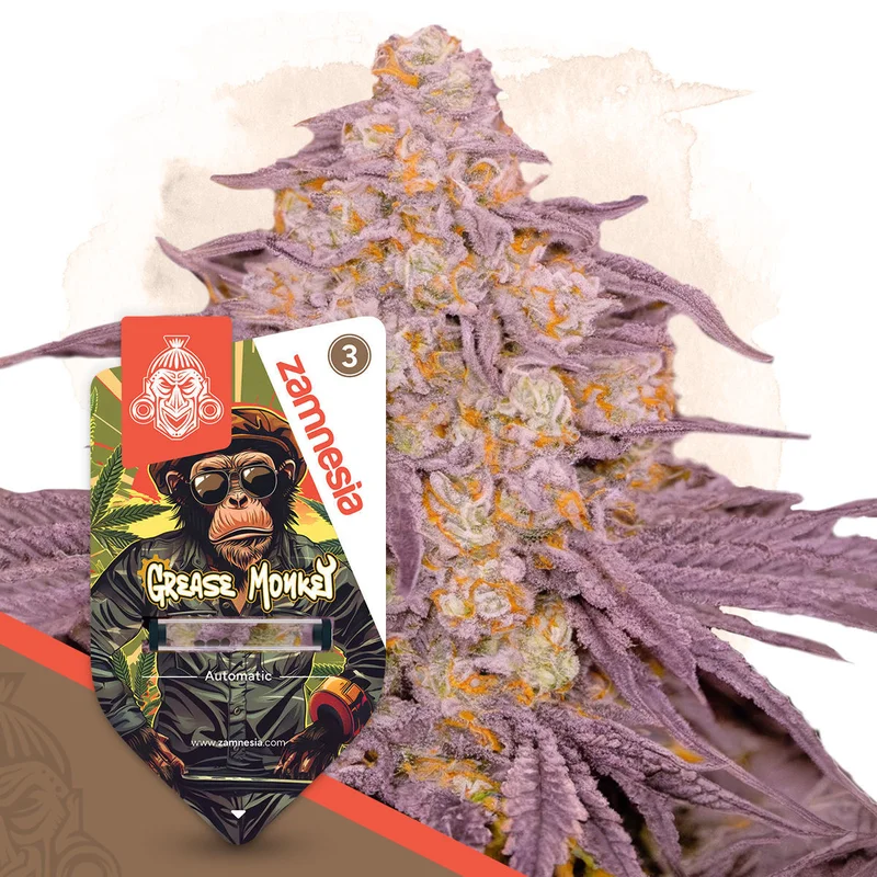 Grease Monkey van Zamnesia Seeds