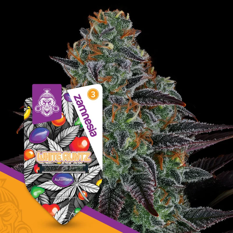 White Runtz van Zamnesia Seeds