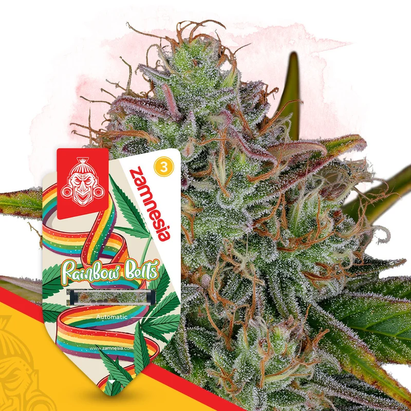 Rainbow Belts van Zamnesia Seeds