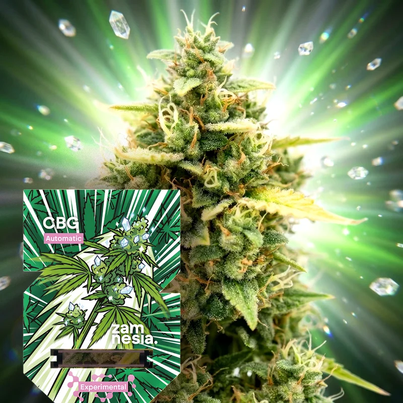 CBG van Zamnesia Seeds