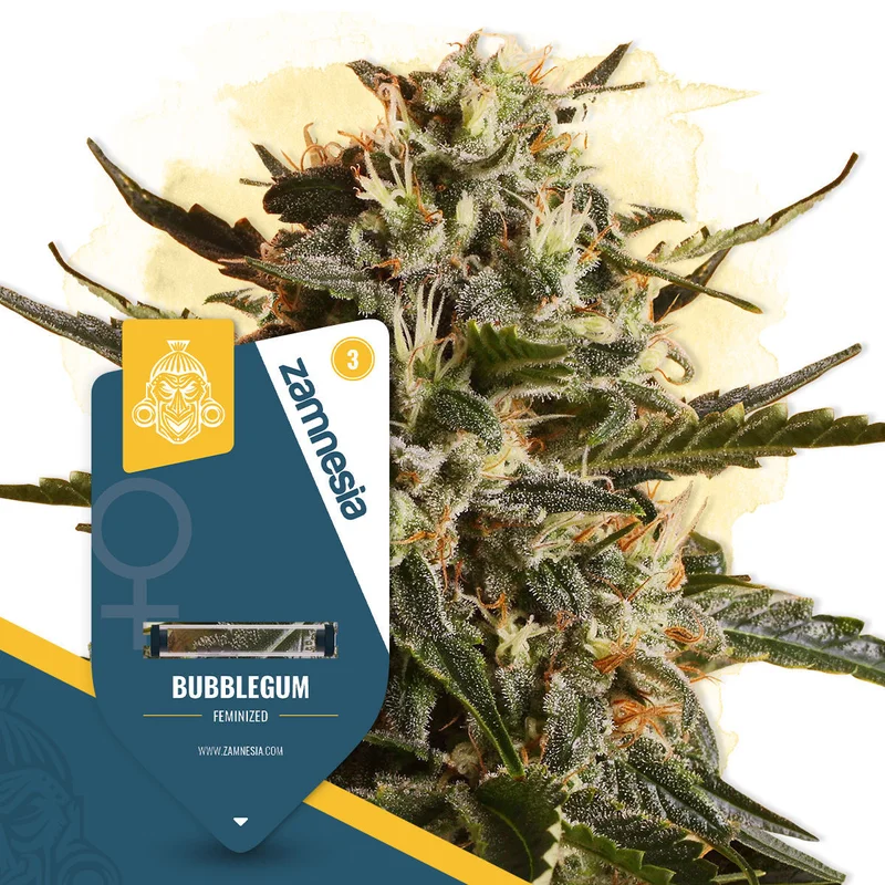 Bubblegum van Zamnesia Seeds
