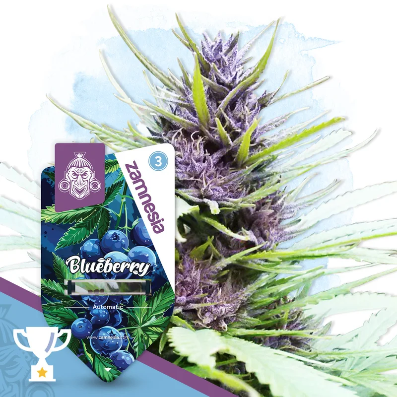 Blueberry van Zamnesia Seeds