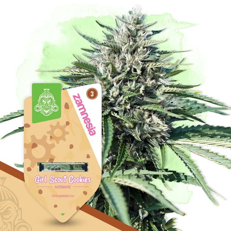 Girl Scout Cookies van Zamnesia Seeds