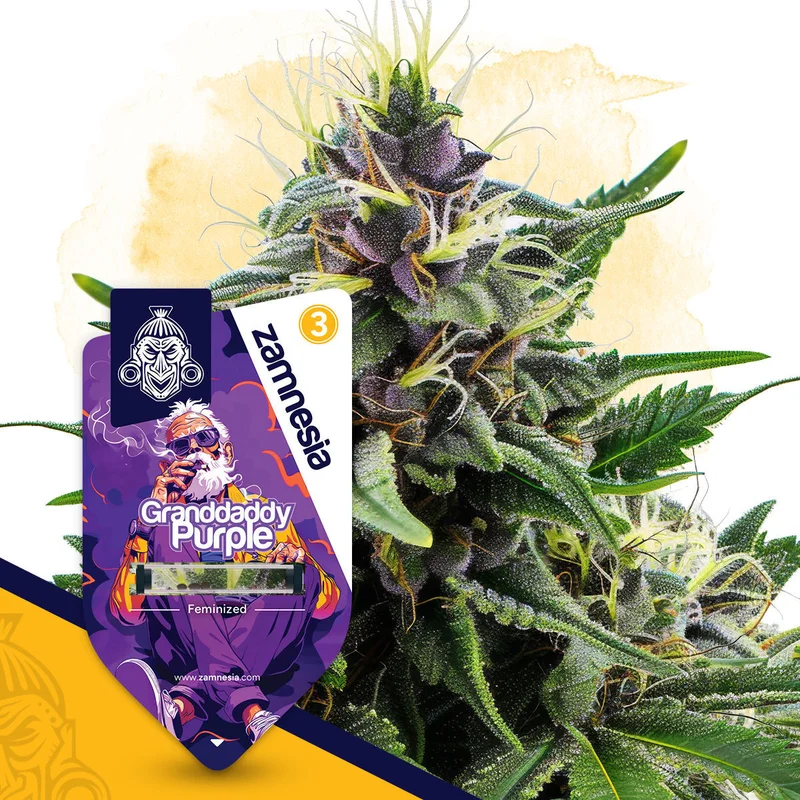 Granddaddy Purple van Zamnesia Seeds