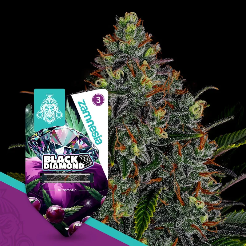Black Diamond van Zamnesia Seeds