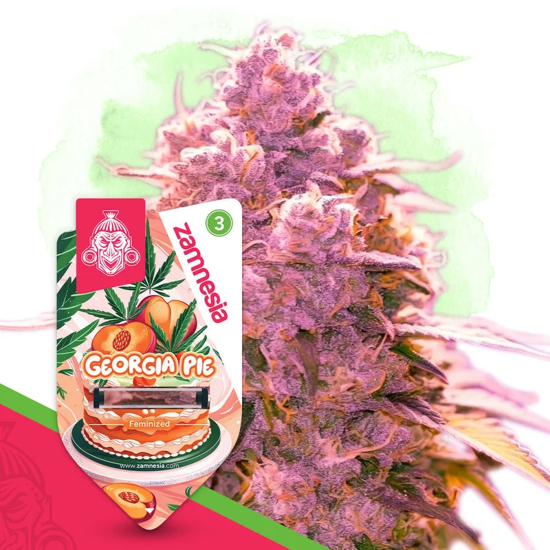 Georgia Pie van Zamnesia Seeds