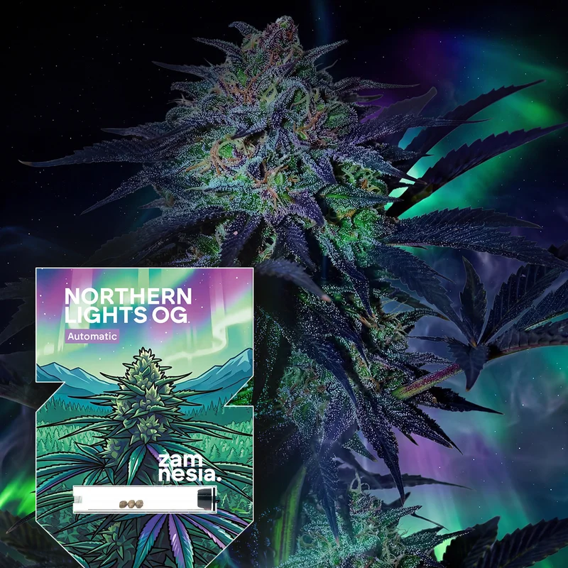 Northern Lights OG van Zamnesia Seeds