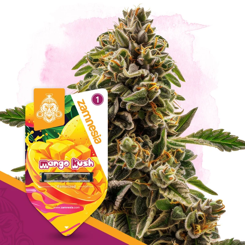 Mango Kush van Zamnesia Seeds