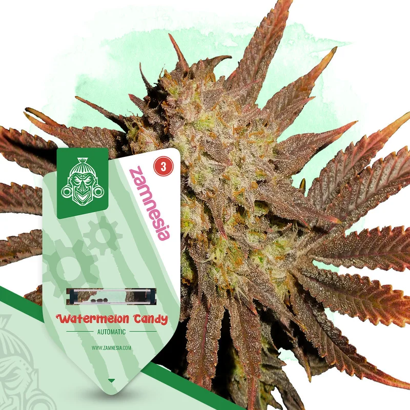 Watermelon Candy van Zamnesia Seeds
