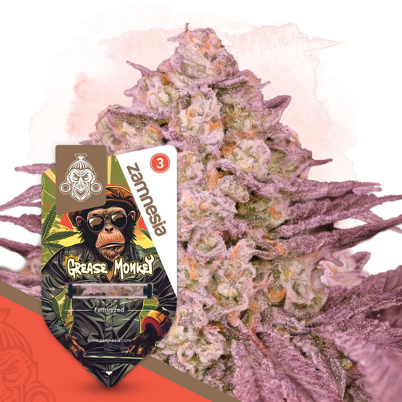 Grease Monkey van Zamnesia Seeds