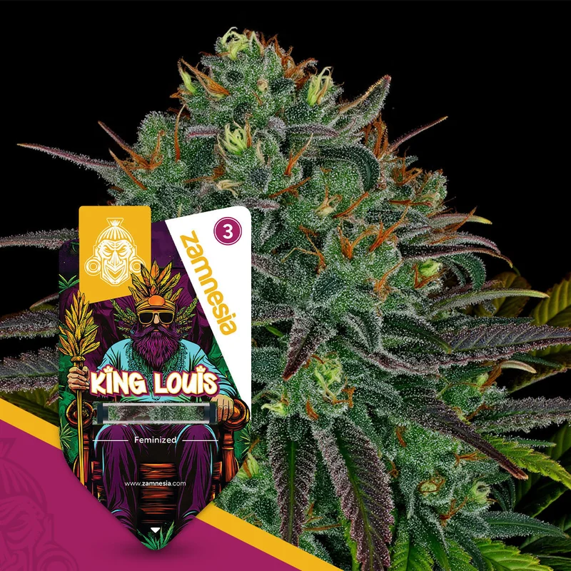King Louis van Zamnesia Seeds