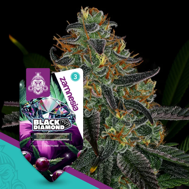 Black Diamond van Zamnesia Seeds