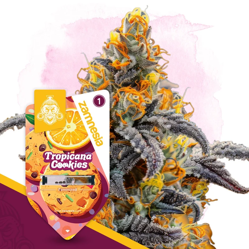 Tropicana Cookies van Zamnesia Seeds