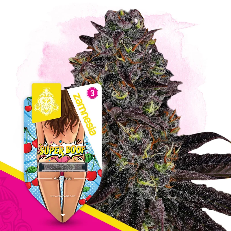 Super Boof van Zamnesia Seeds