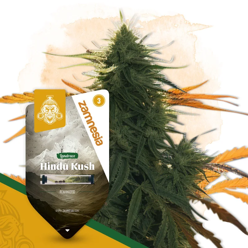 Hindu Kush van Zamnesia Seeds