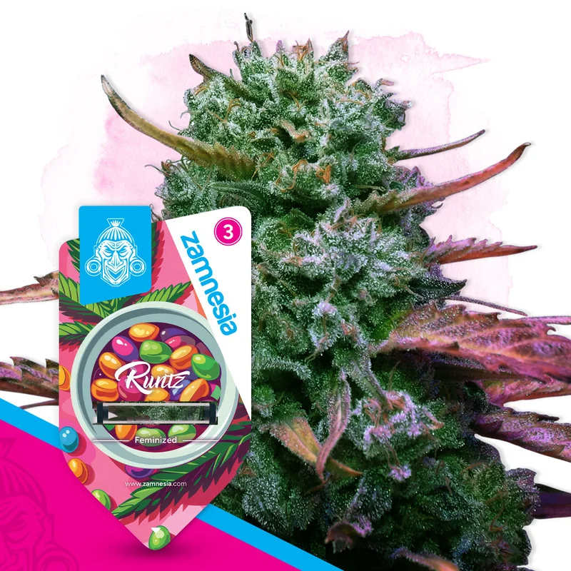 Runtz van Zamnesia Seeds