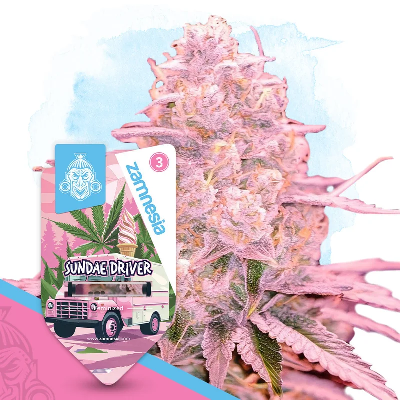 Sundae Driver van Zamnesia Seeds