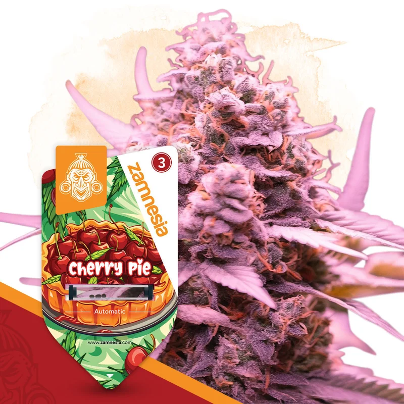 Cherry Pie van Zamnesia Seeds