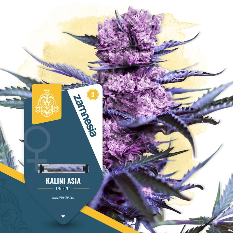 Kalini Asia van Zamnesia Seeds