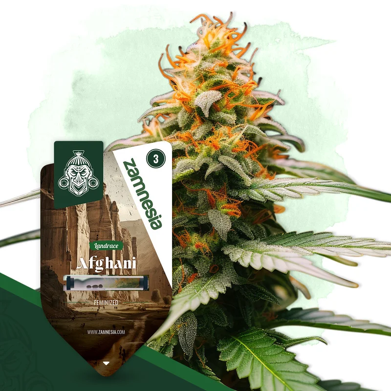 Afghani van Zamnesia Seeds