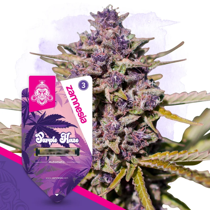 Purple Haze van Zamnesia Seeds