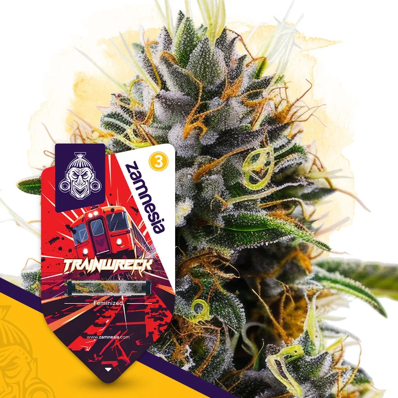 Trainwreck van Zamnesia Seeds