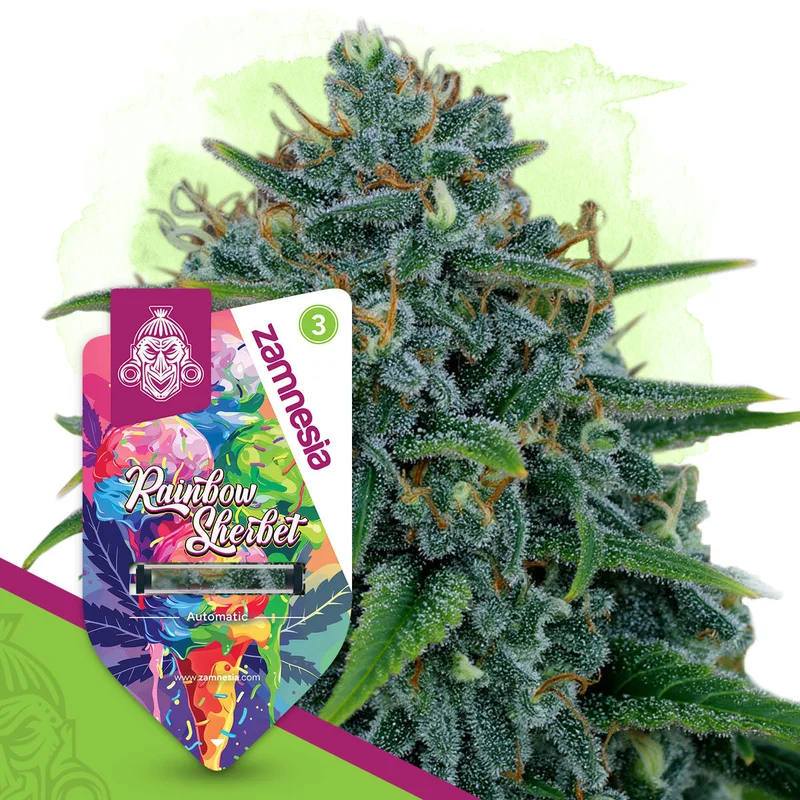 Rainbow Sherbet van Zamnesia Seeds