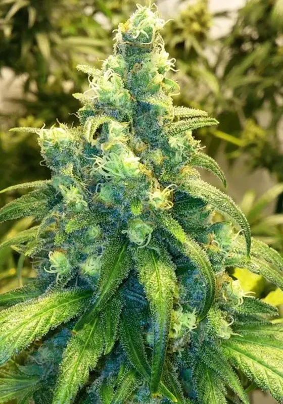 Red Dragon van Ziplock Seeds