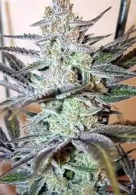 Znow Leopard van Ziplock Seeds